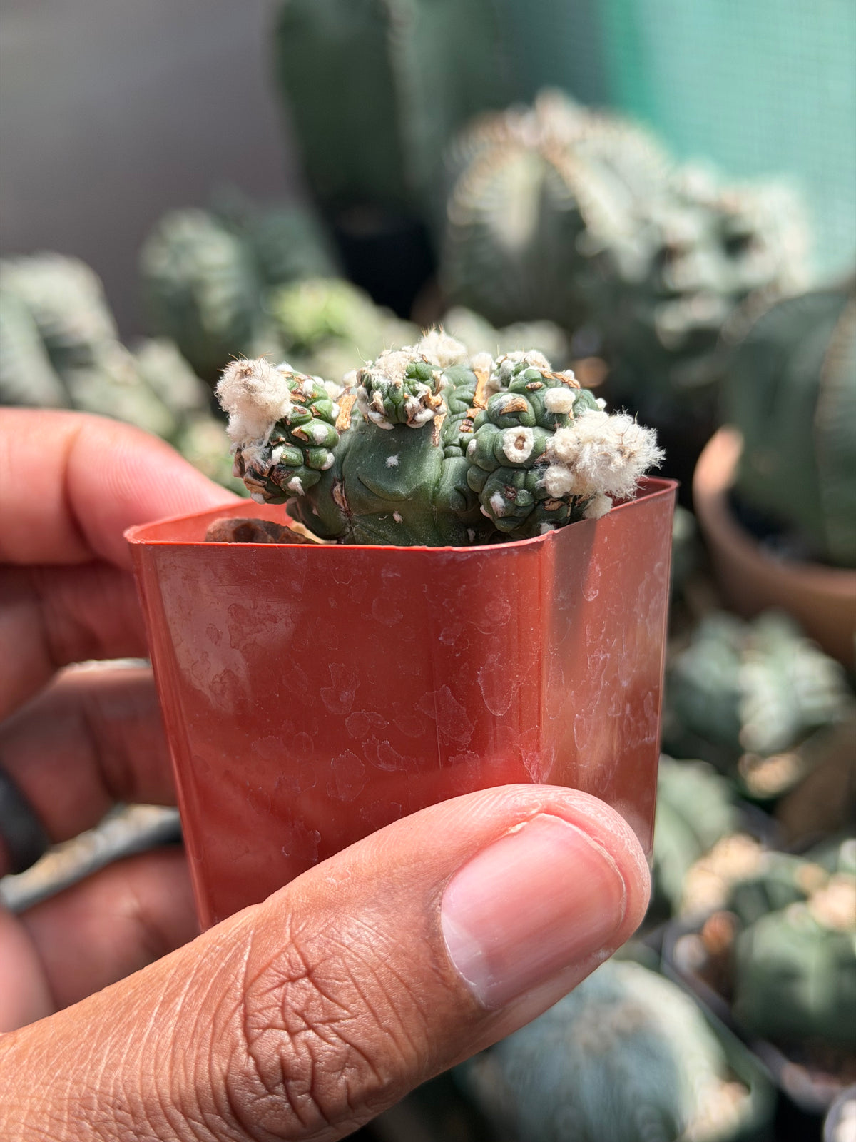 Astrophytum asterias Kikko Lizard Skin