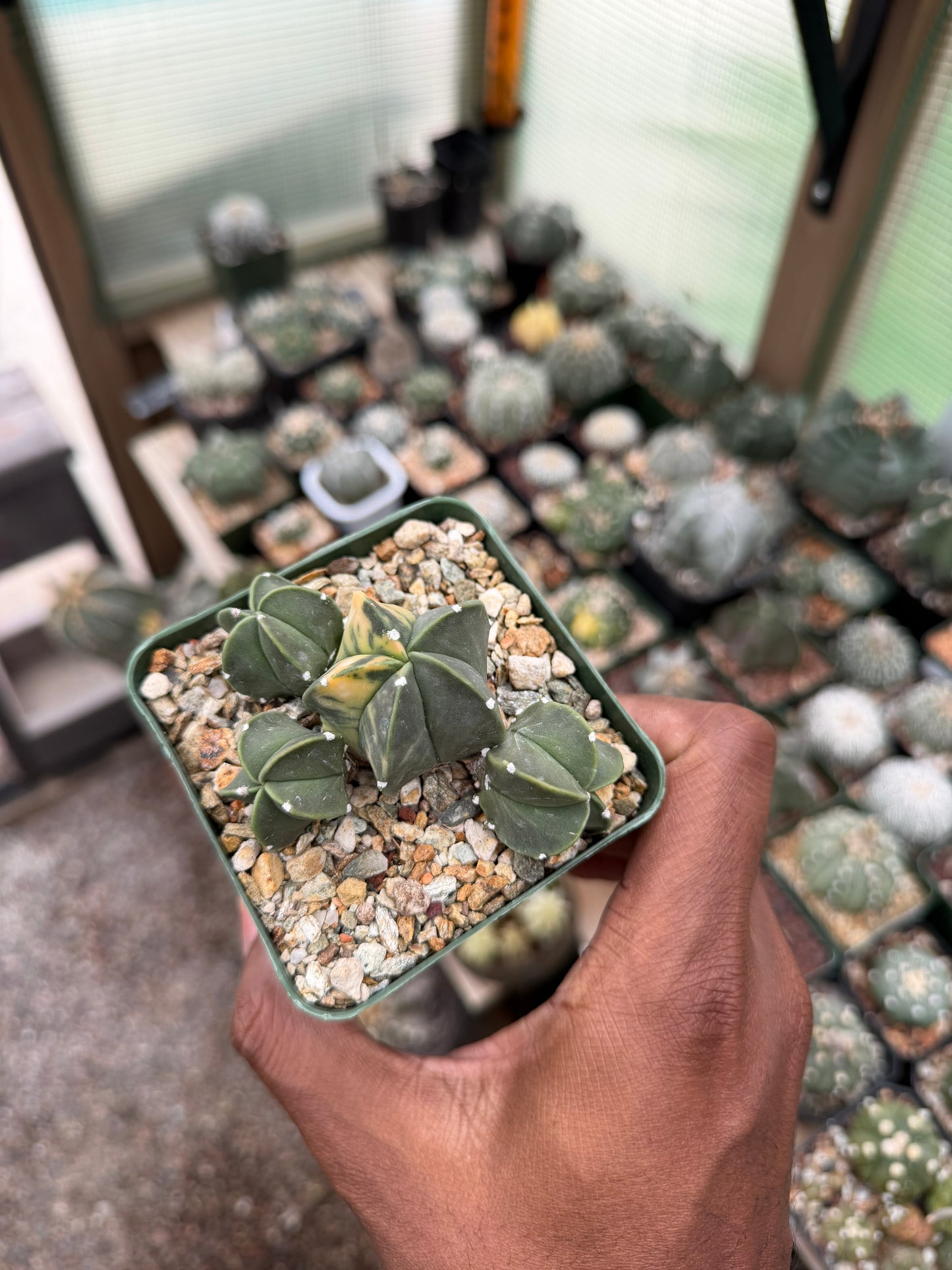 Astrophytum myriostigma Variegated Cluster