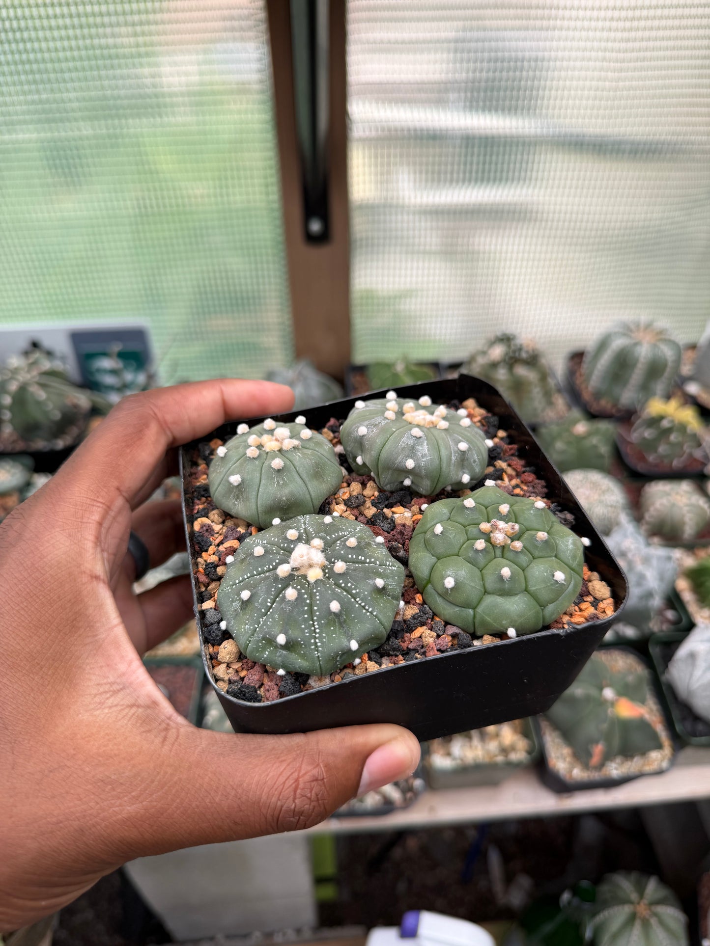 Astrophytum asterias Bundle
