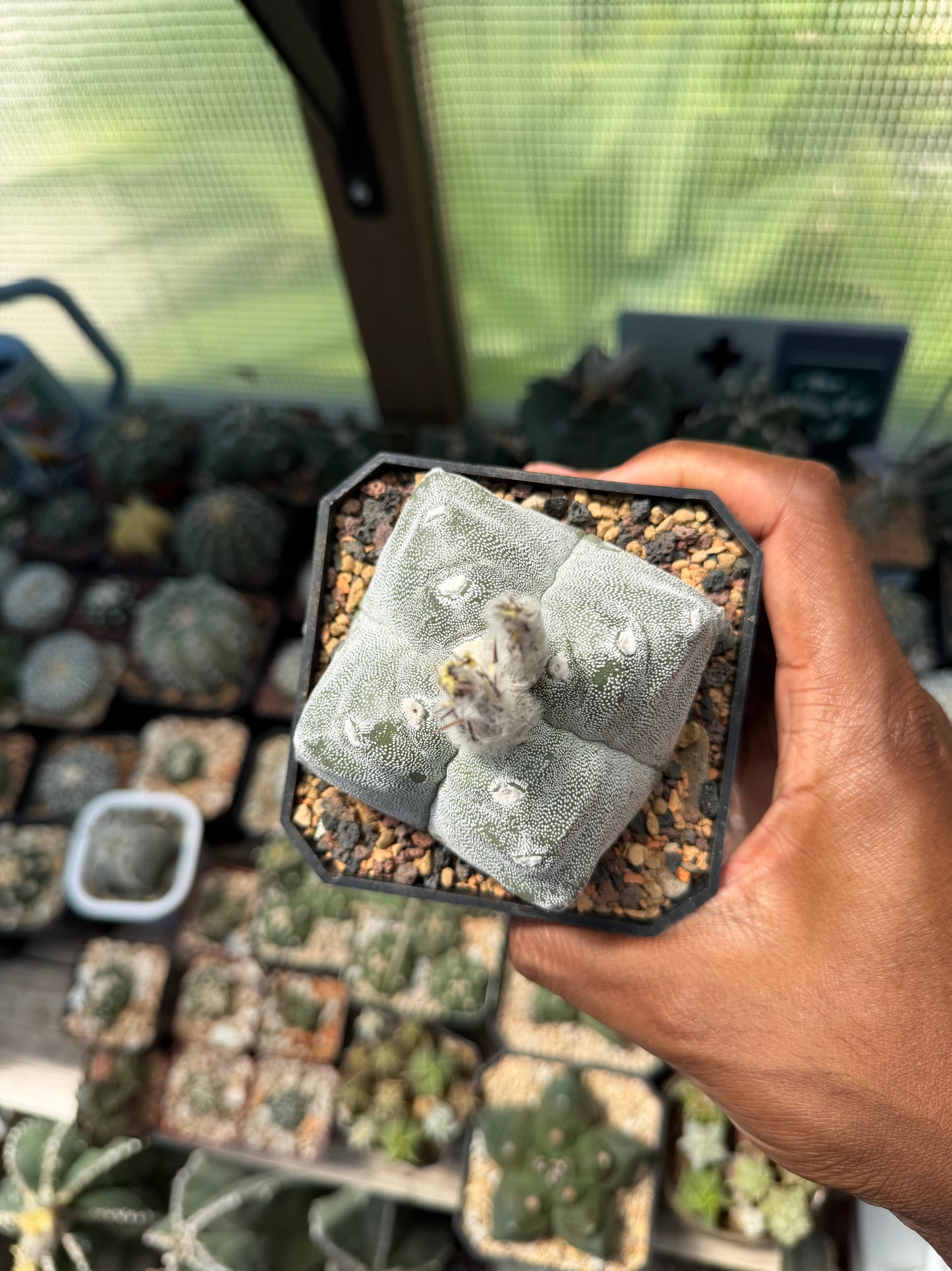 Astrophytum myriostigma Kikko Quadricostatum