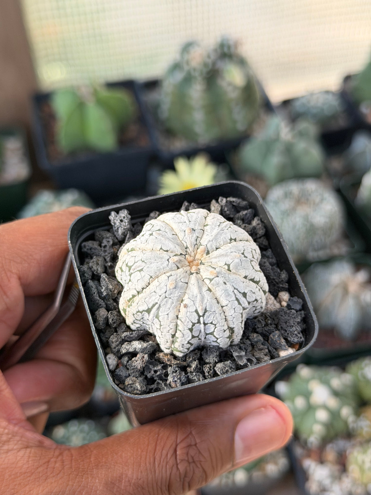 Astrophytum asterias Star Shape Snow