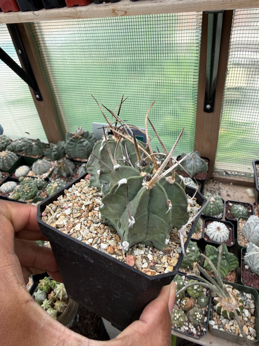 Astrophytum capricorne crassispinum 2 Headed