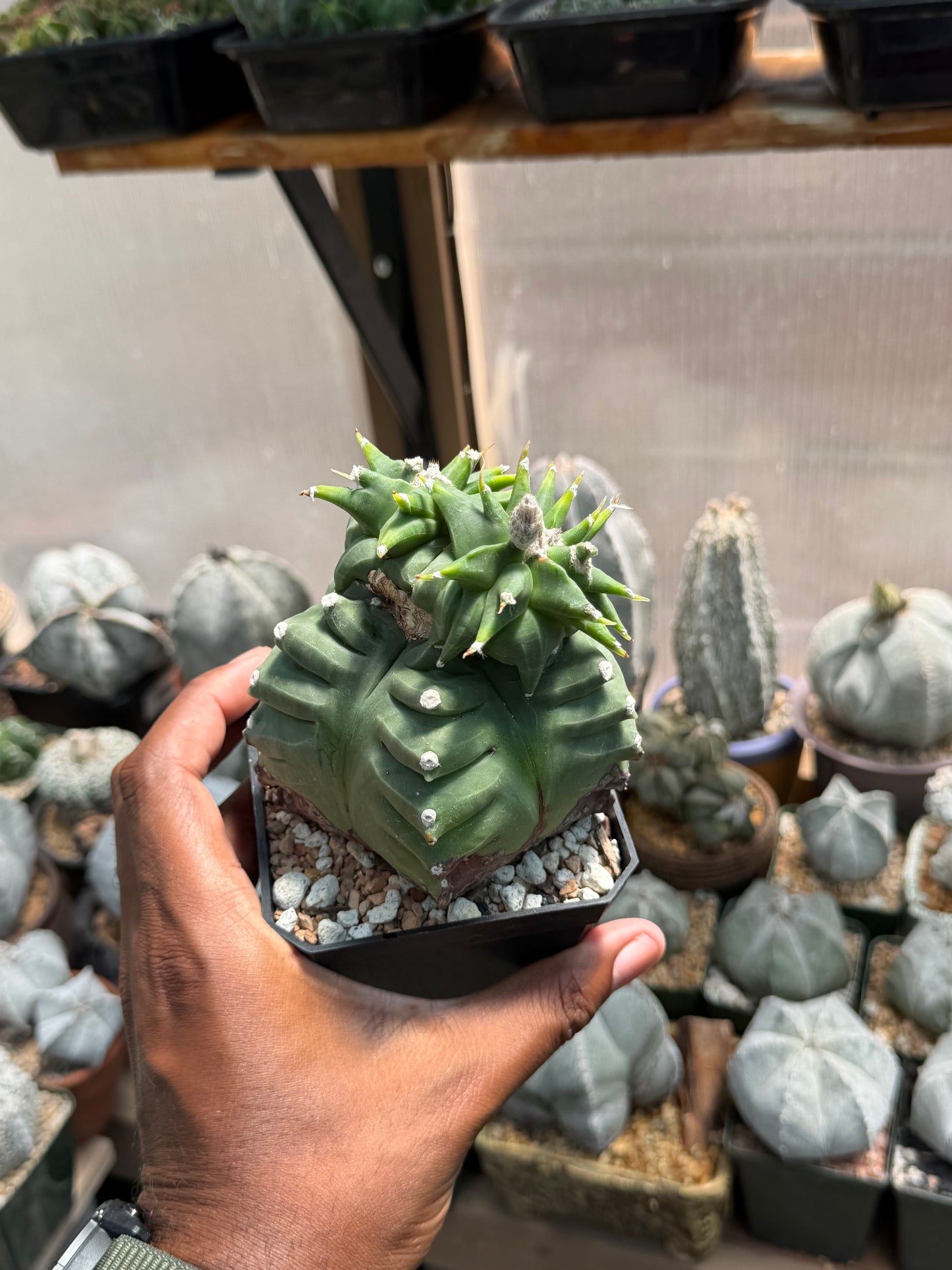 Astrophytum myriostigma Kikko Wierdo!
