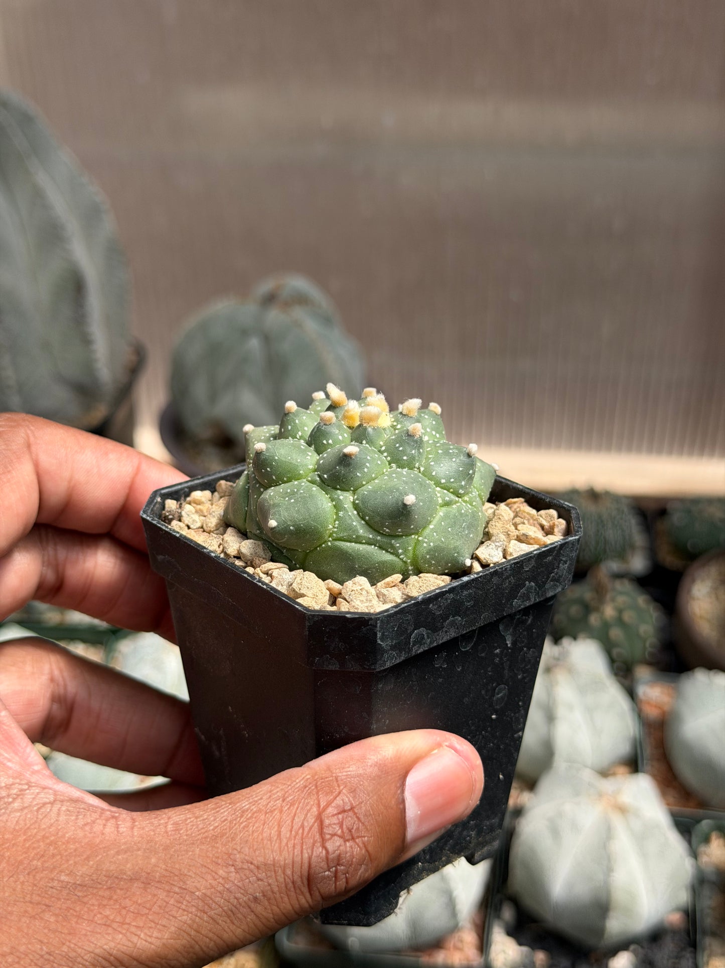 Astrophytum asterias Kikko