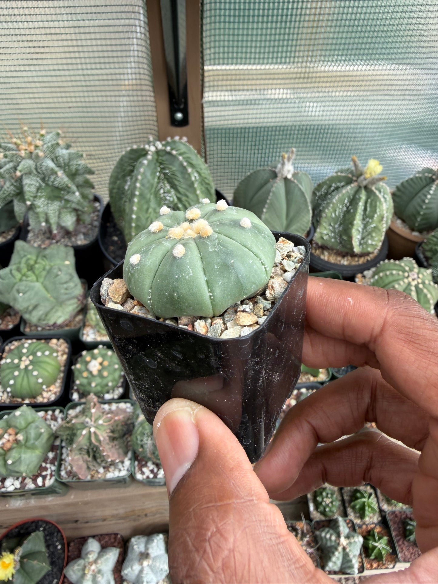 Astrophutm asterias