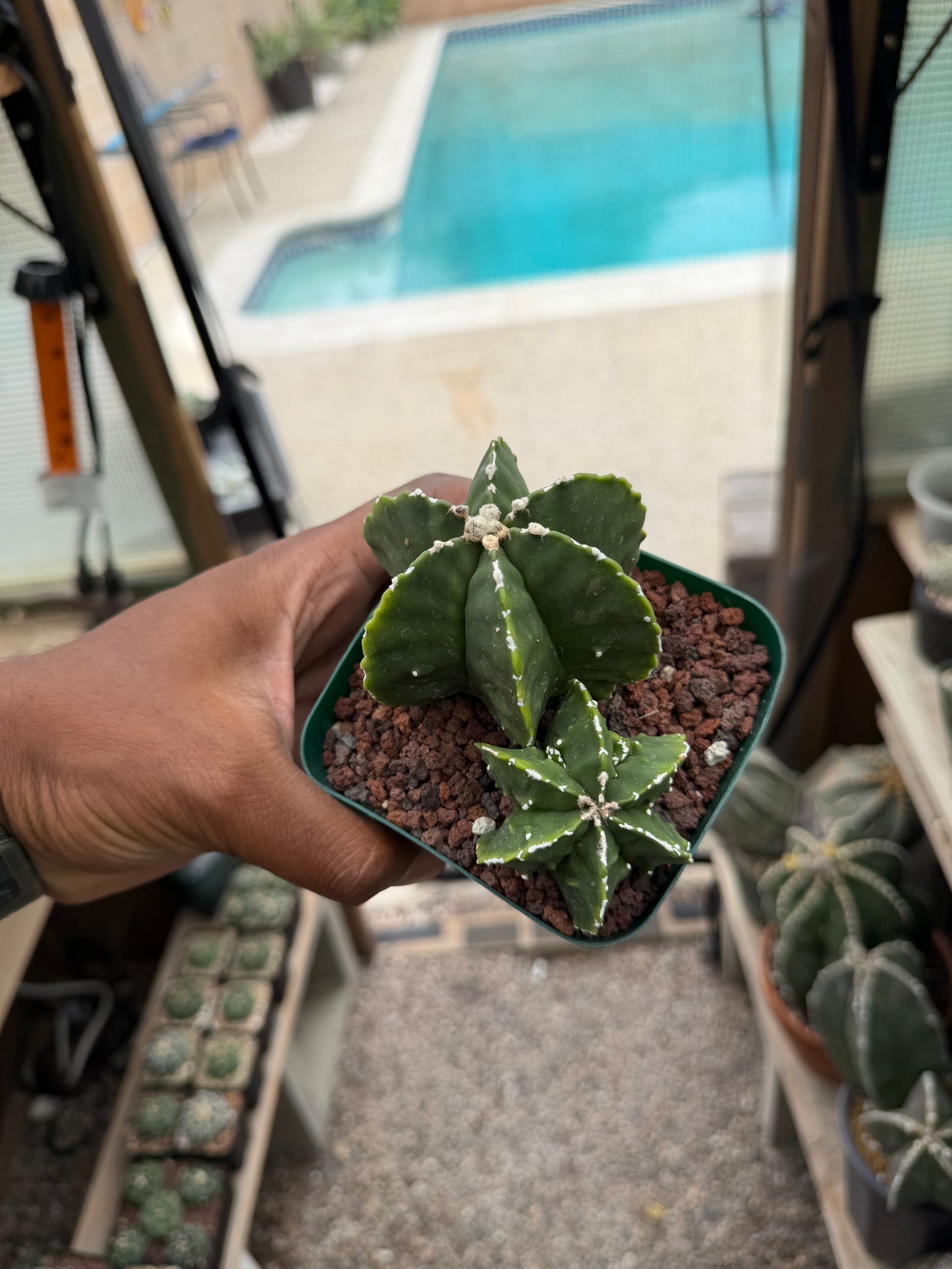 Astrophytum myriostigma Fukuryu 2 Headed