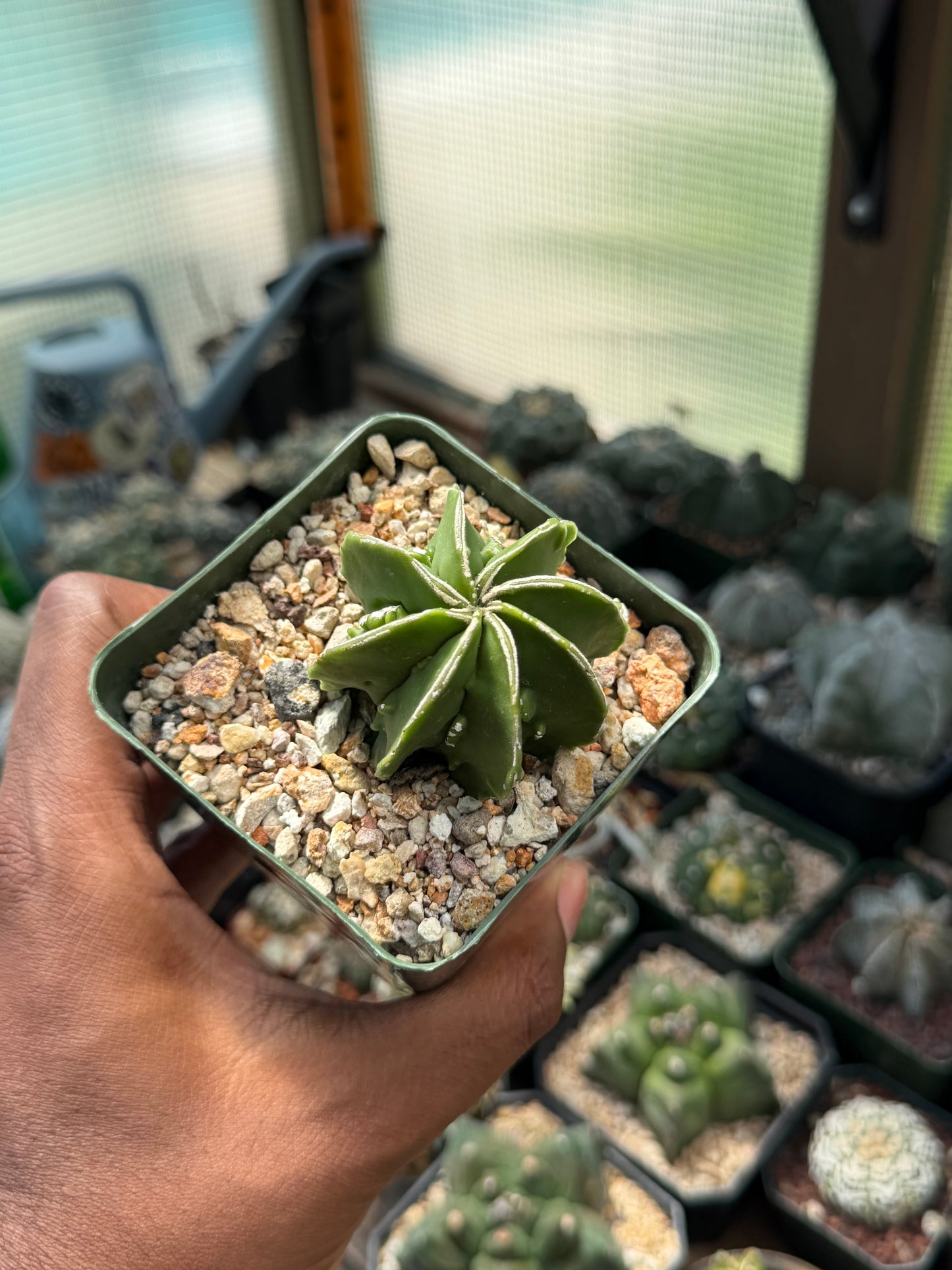 Astrophytum myriostigma Fukuryu Hakujo multicoastatum