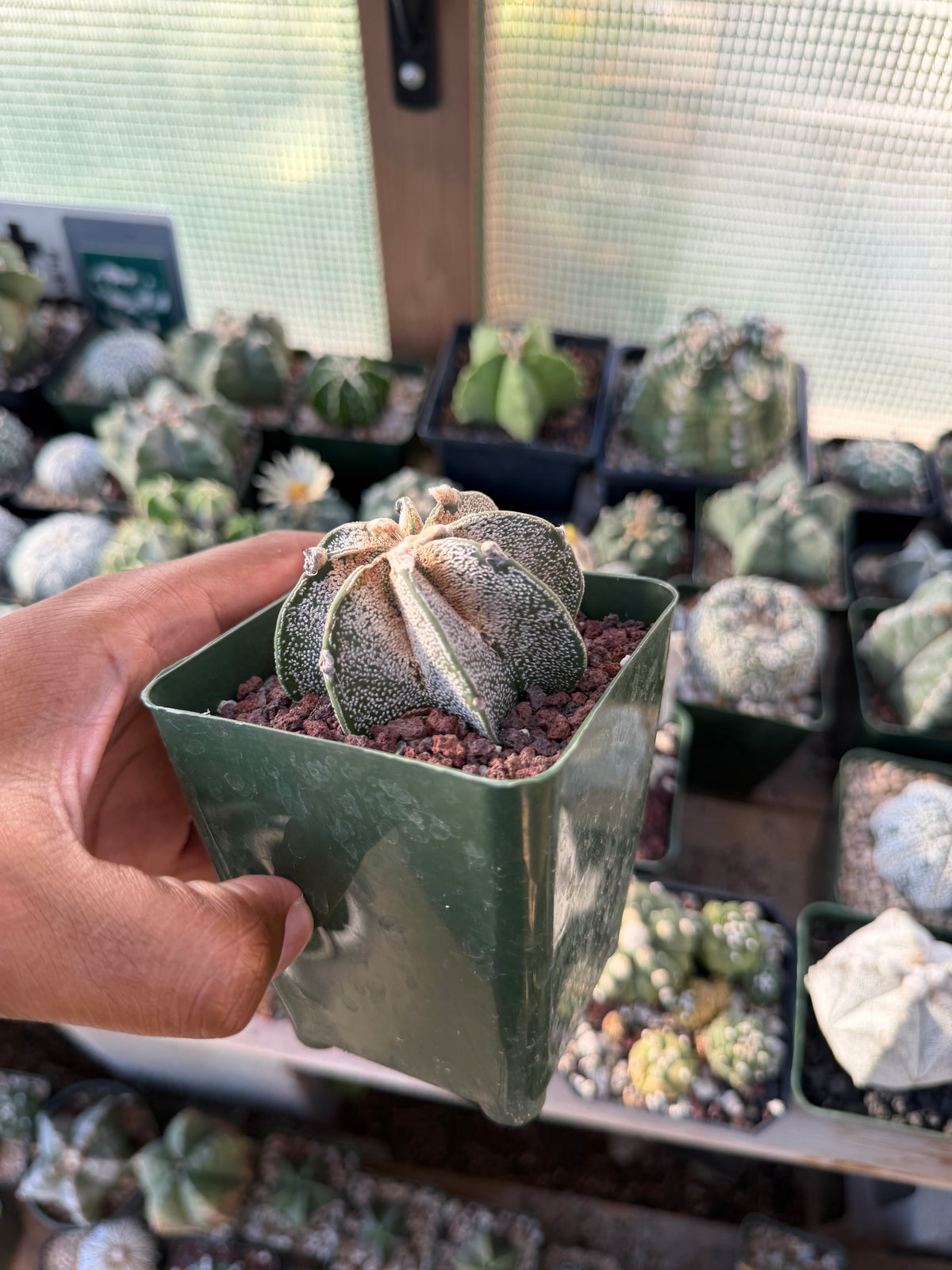 Astrophytum capricorne