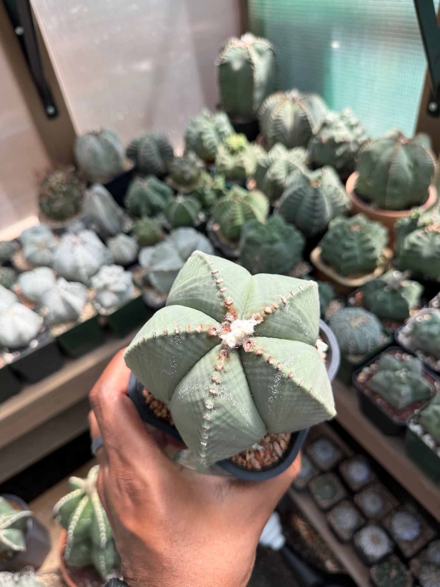 Astrophytum myriostigma strongylogonum