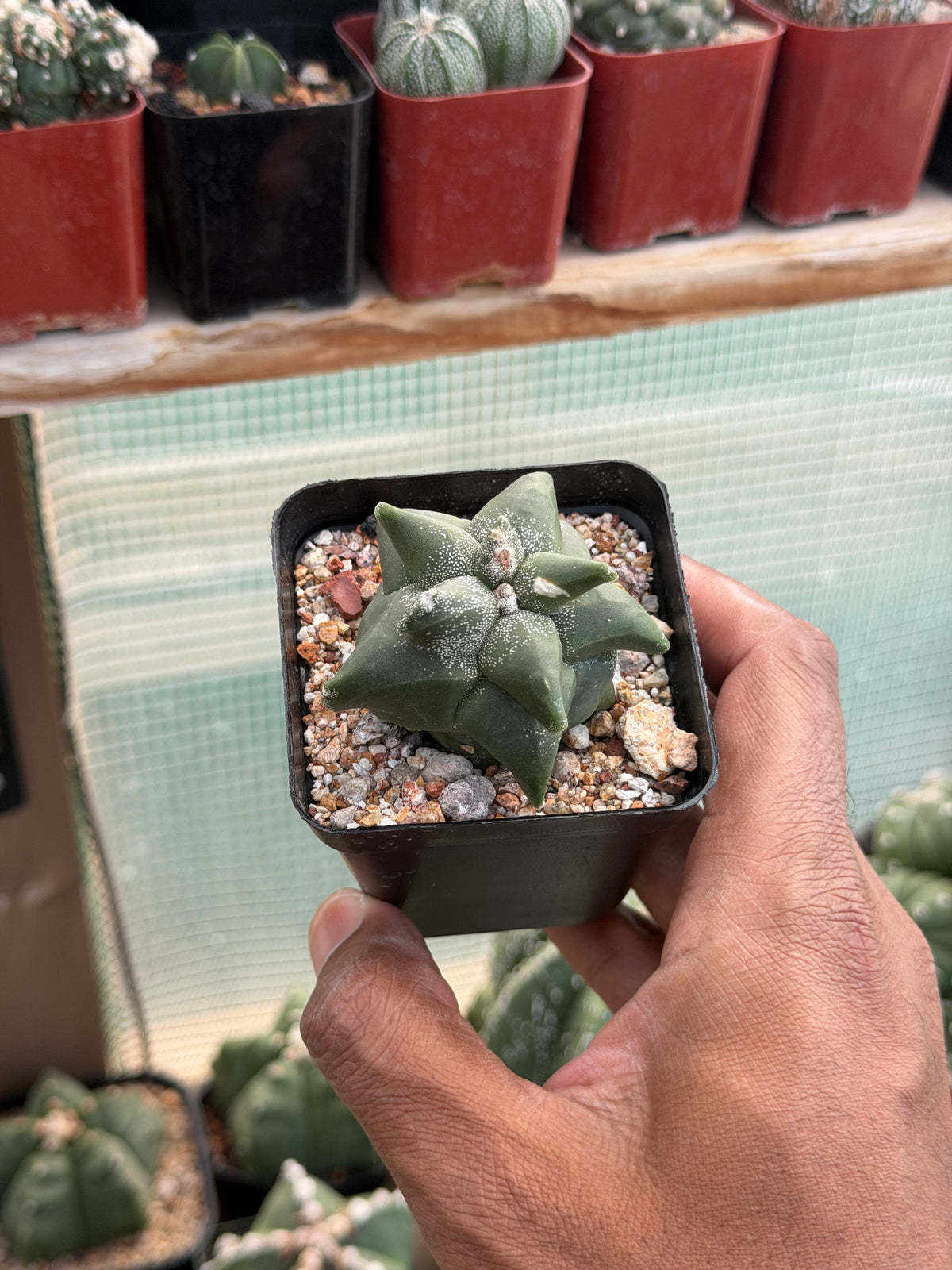 Astrophytum myriostigma Super Kikko