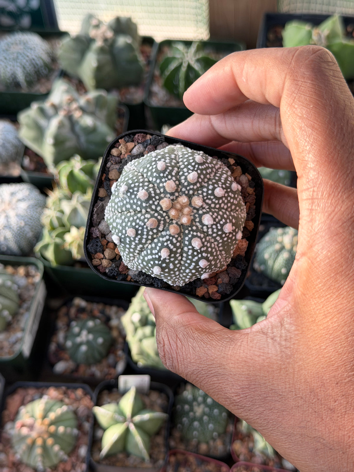 Astrophytum asterias