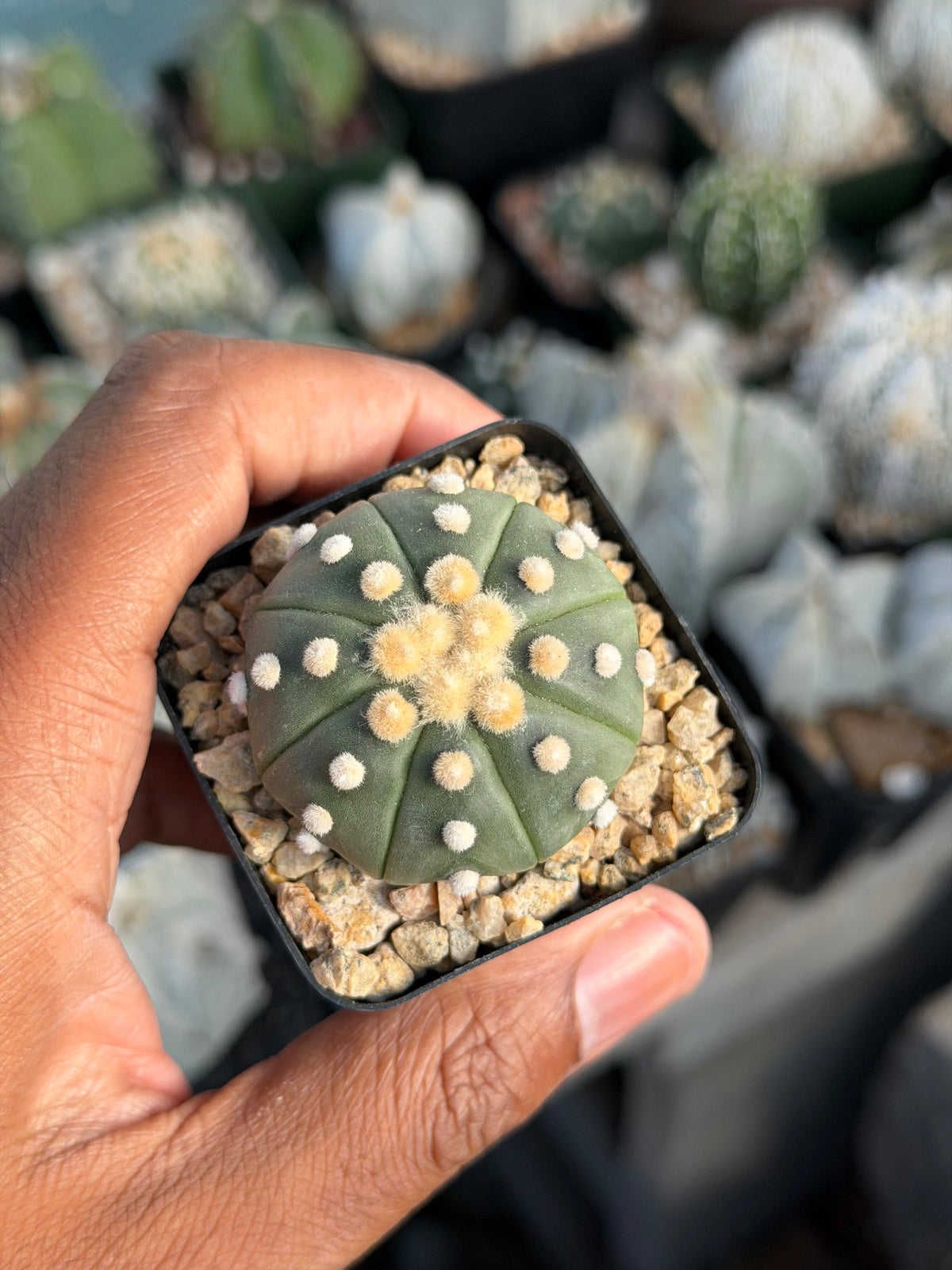 Astrophytum asterias Ooibo