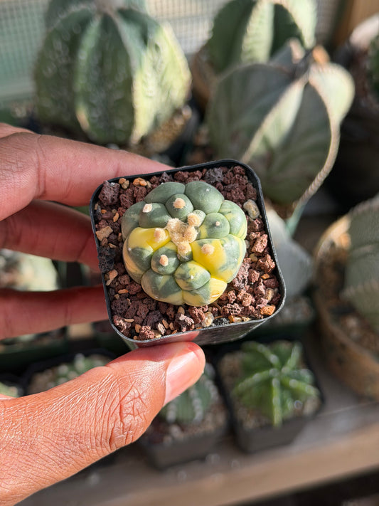 Astrophytum asterias Kikko Variegated