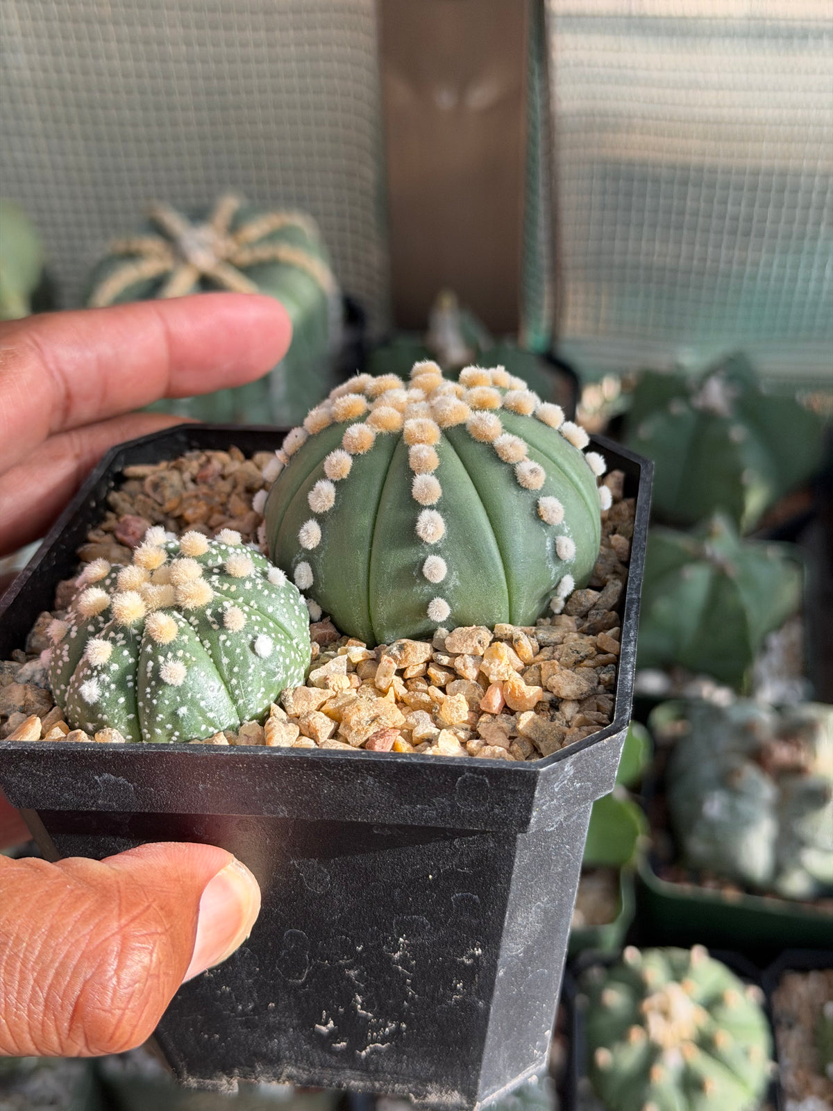 Astrophytum asterias Bundle