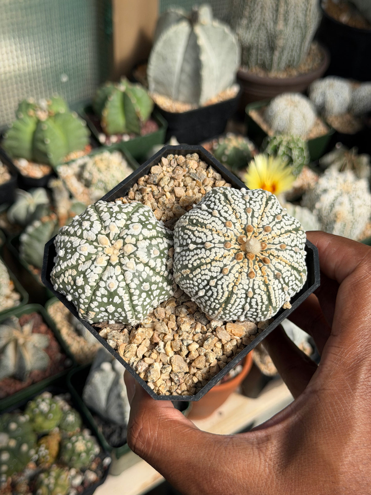 Astrophytum asterias Superkabuto Bundle