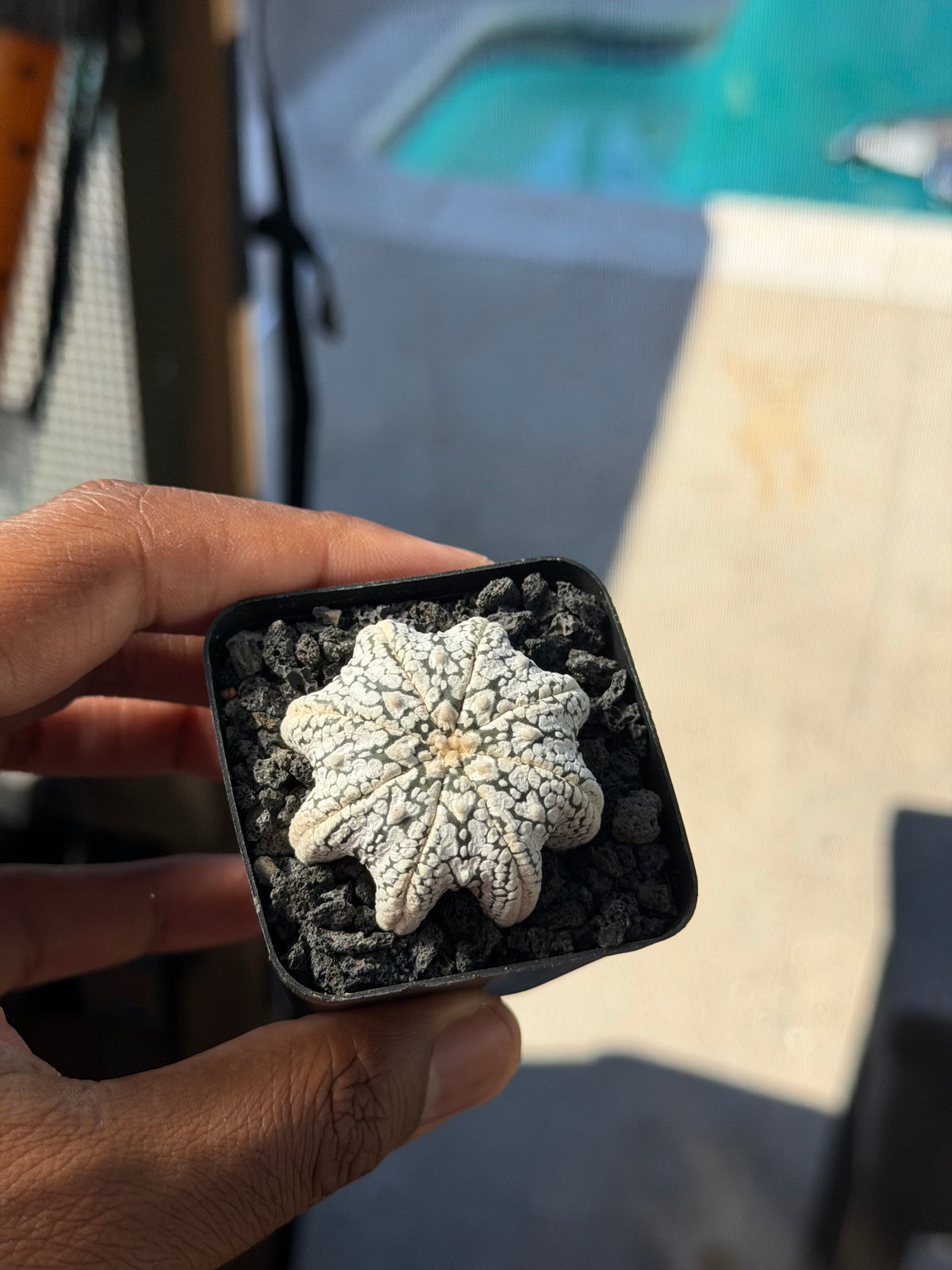 Astrophytum asterias Star Shape ‘Squid Legs’