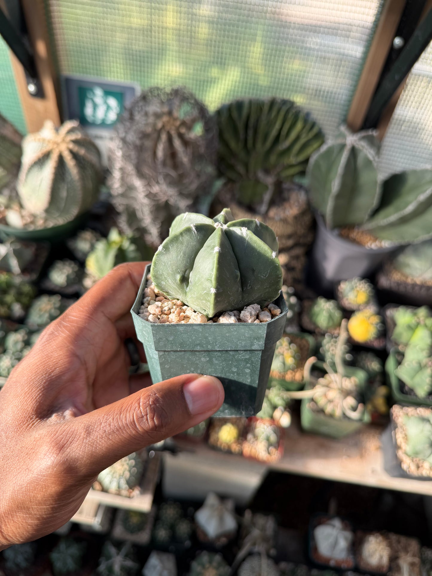 Astrophytum myriostigma multicostatum