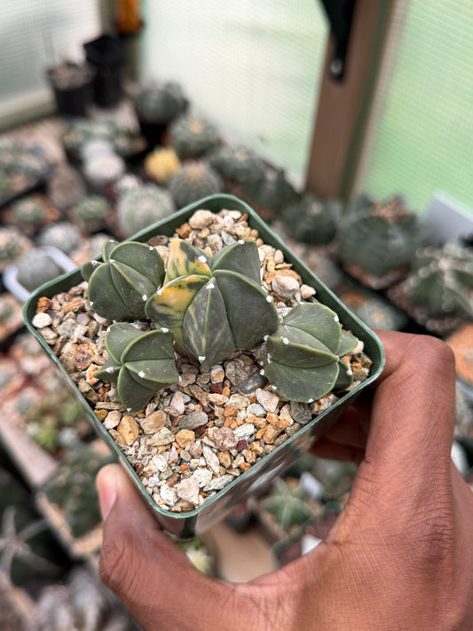 Astrophytum myriostigma Variegated Cluster