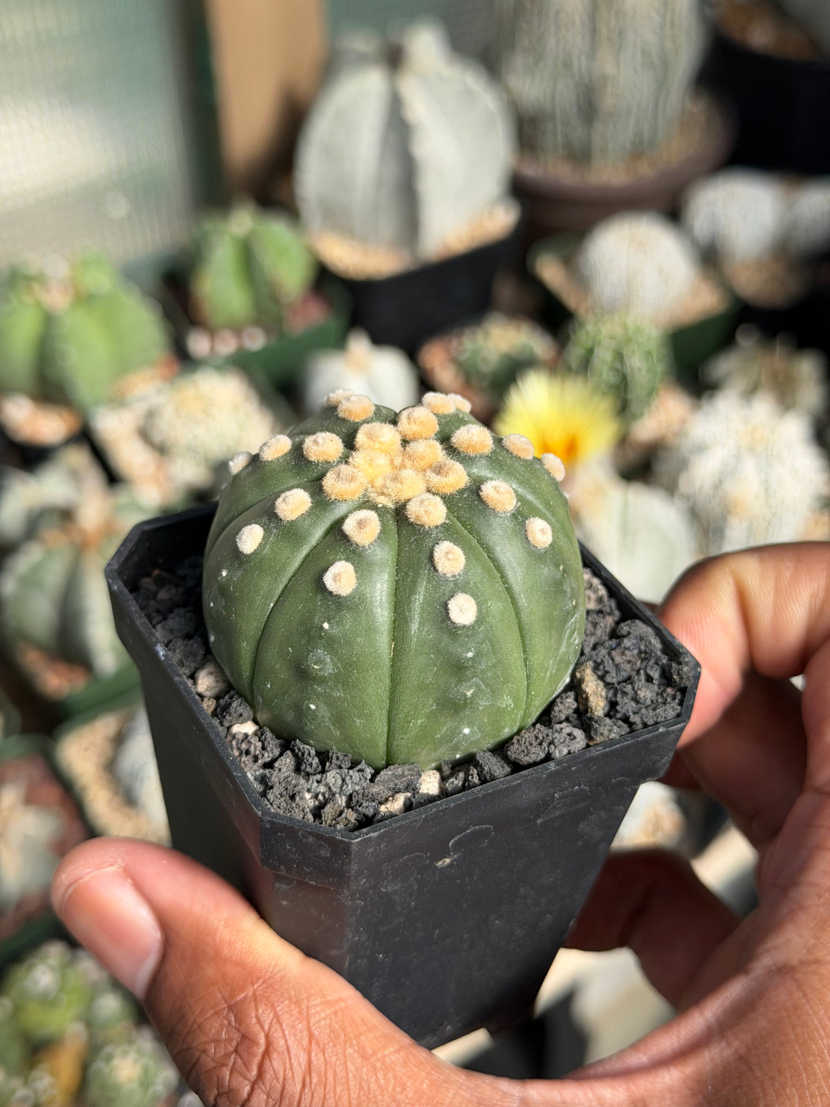 Astrophytum asterias Ooibo