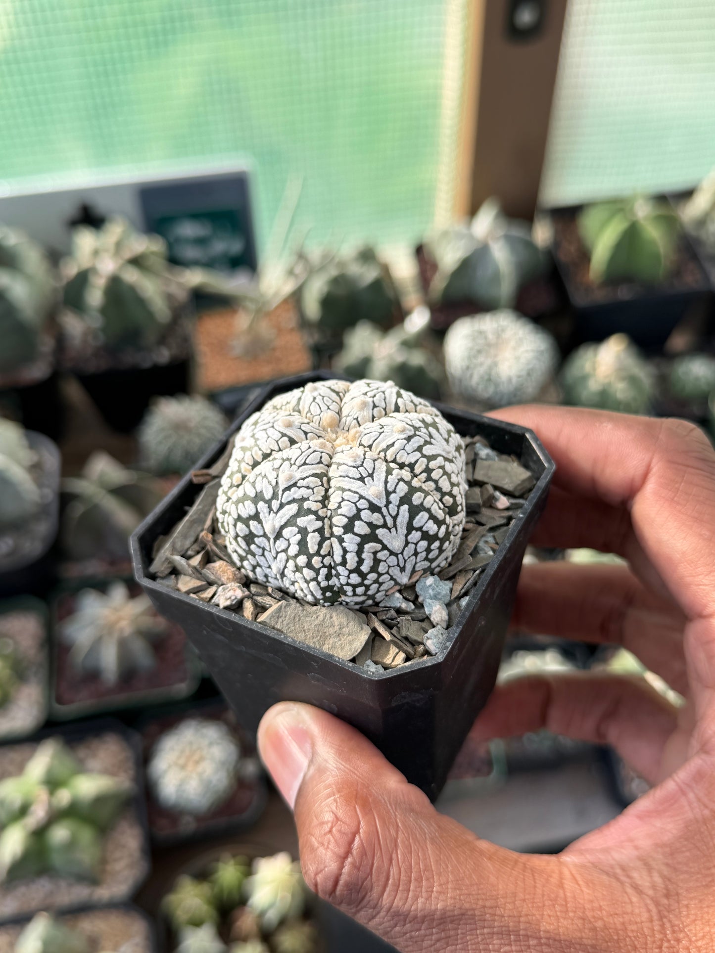 Astrophytum asterias Superkabuto V-Type