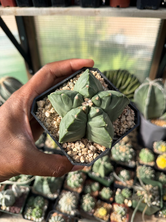 Astrophytum myriostigma Kikko nudum