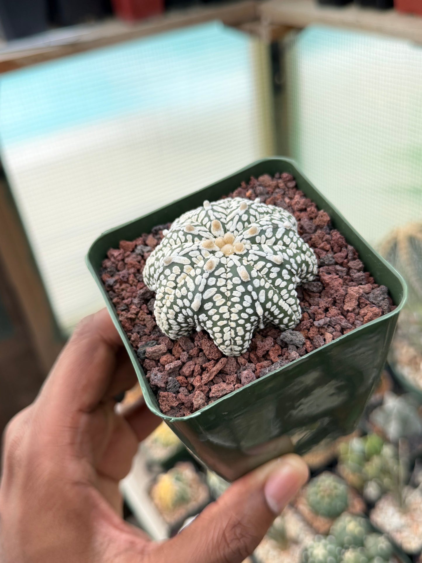 Astrophytum asterias Superkabuto v-Type Star Shape