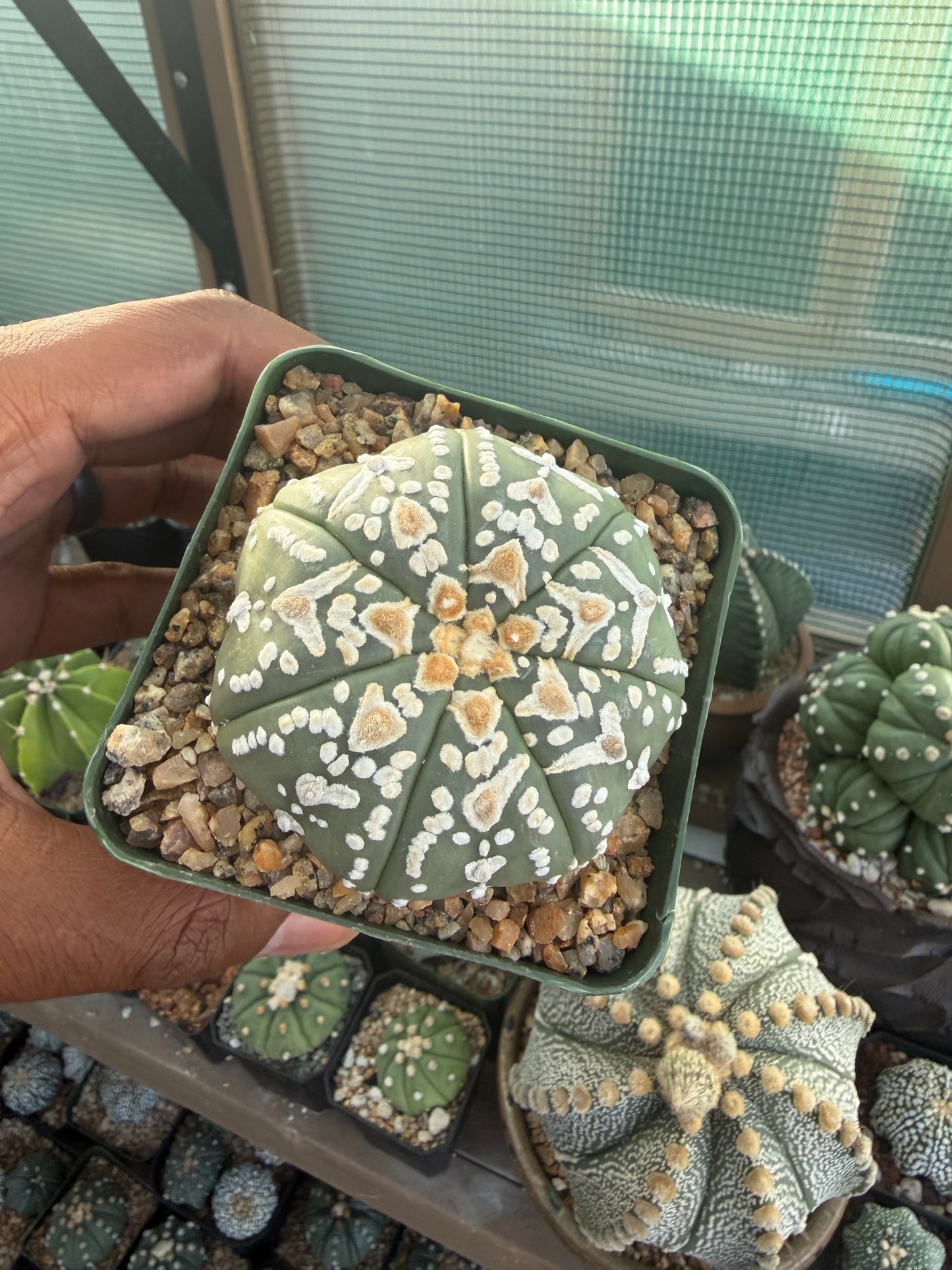 Astrophytum asterias Superkabuto V-Type