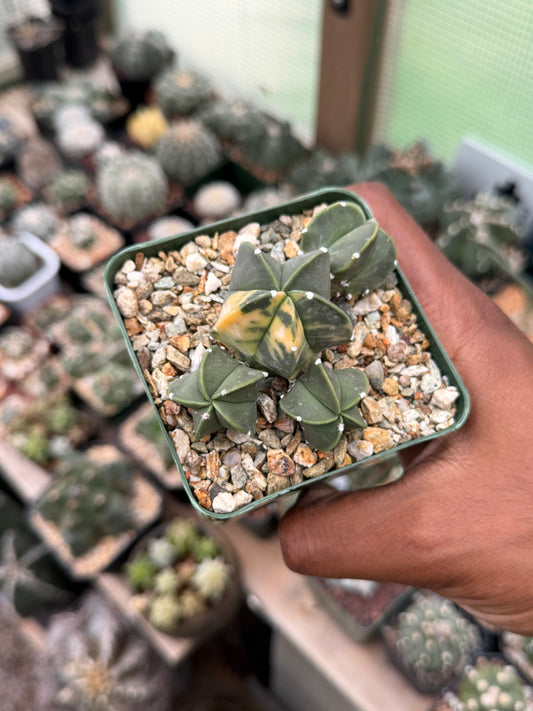 Astrophytum myriostigma Variegated Cluster