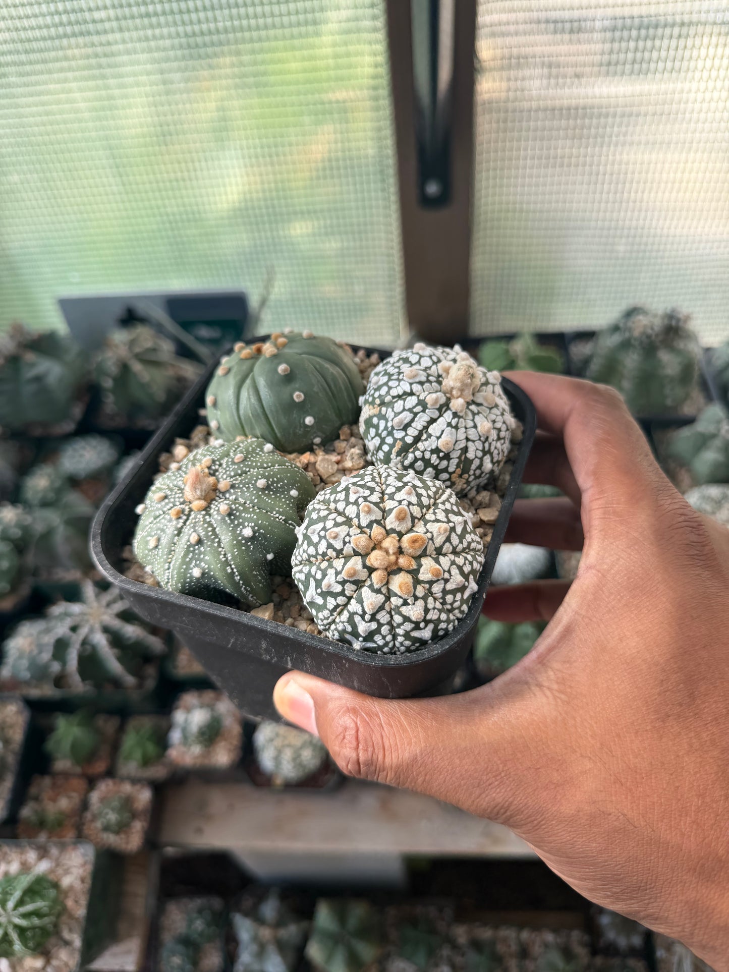 Astrophytum asterias Bundle