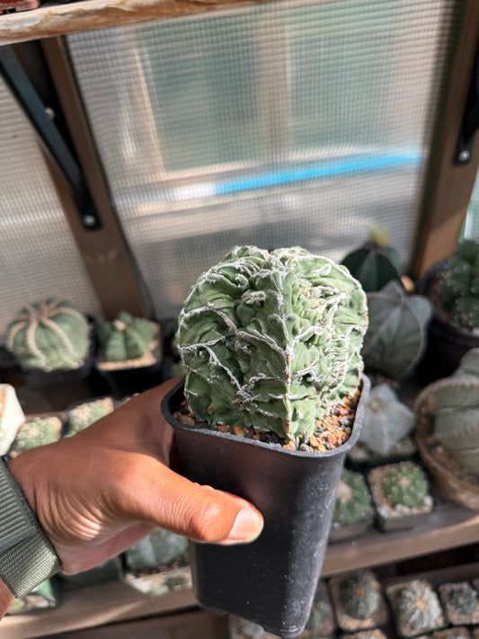 Astrophytum myriostigma Fukuryu Hakujo