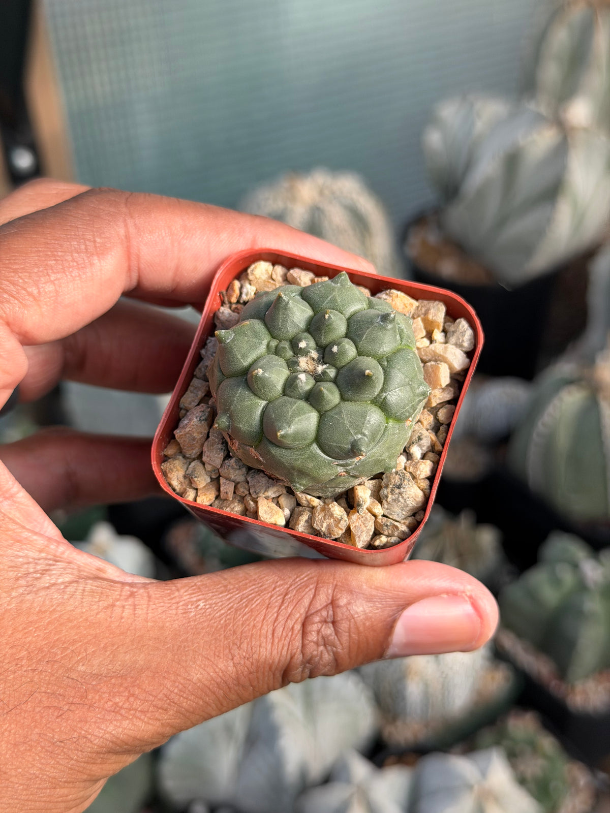 Astrophytum asterias Kikko Durian