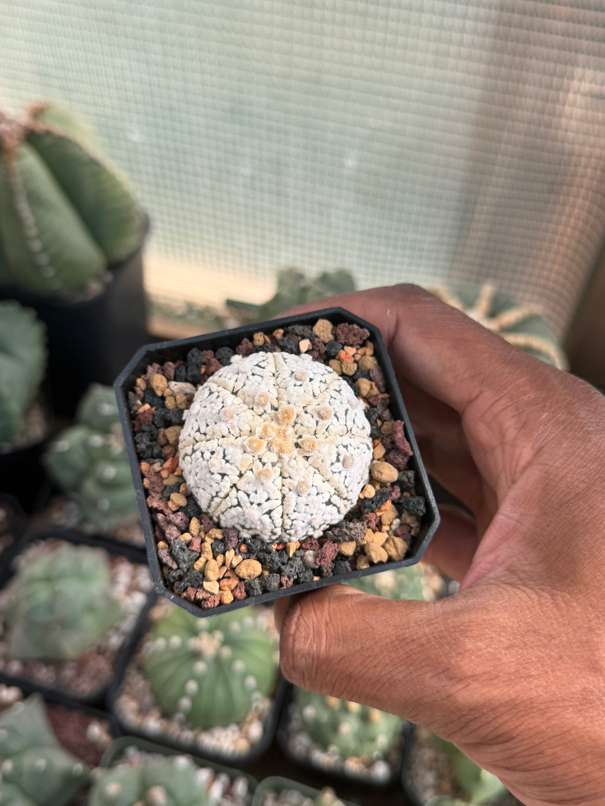 Astrophytum asterias Superkabuto