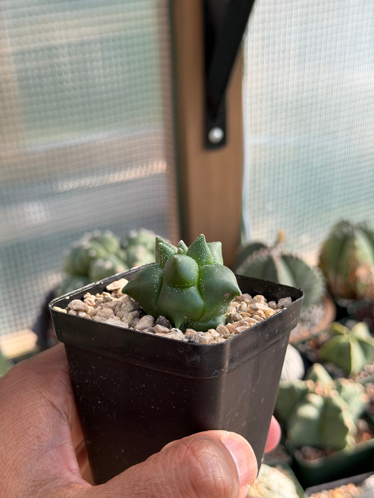 Astrophytum myriostigma Super Kikko