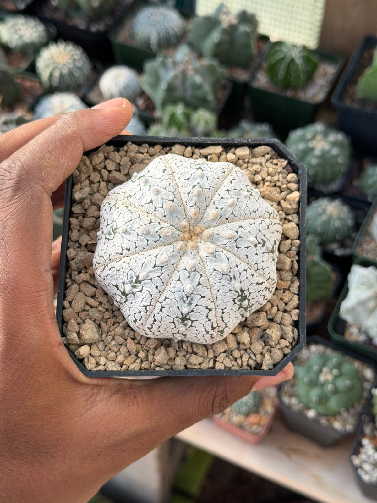 Astrophytum asterias Superkabuto Snow