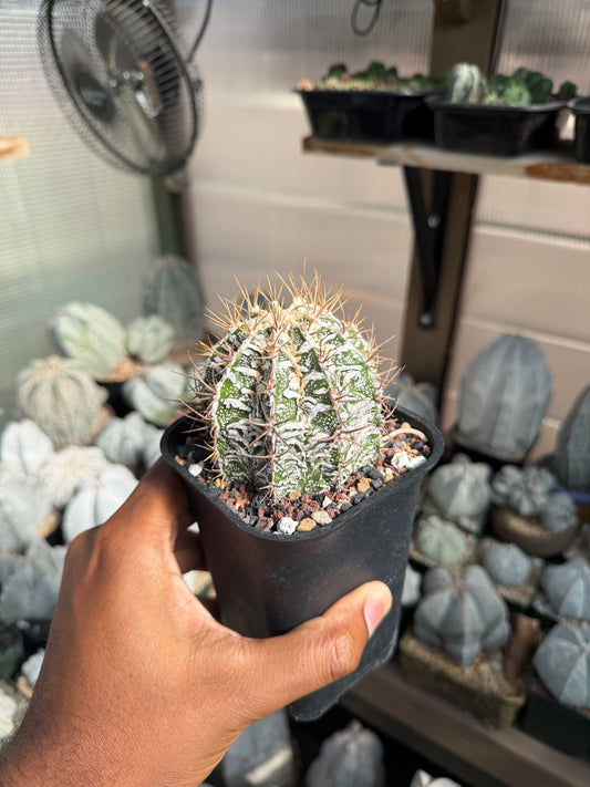 Astrophytum ornatum Fukuryu Hania