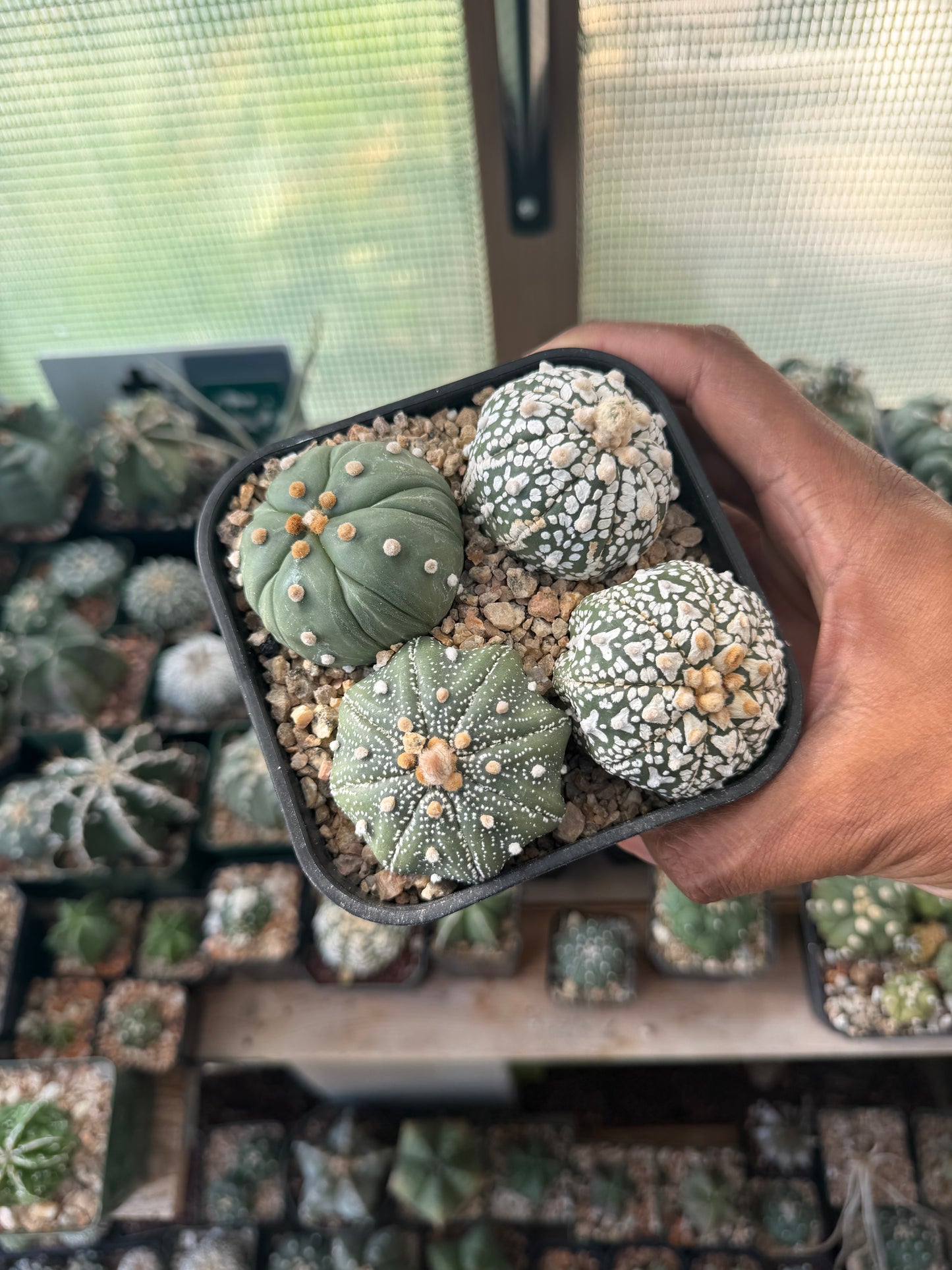 Astrophytum asterias Bundle