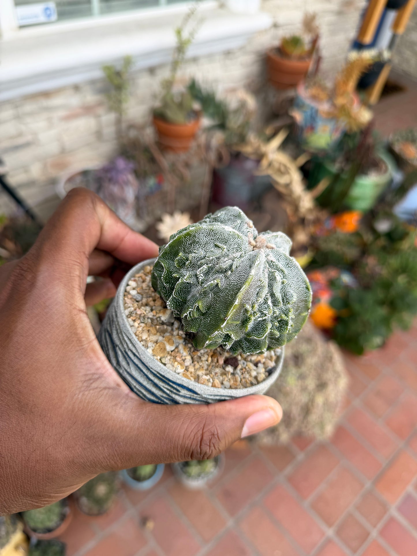 Astrophytum myriostigma Fukuryu