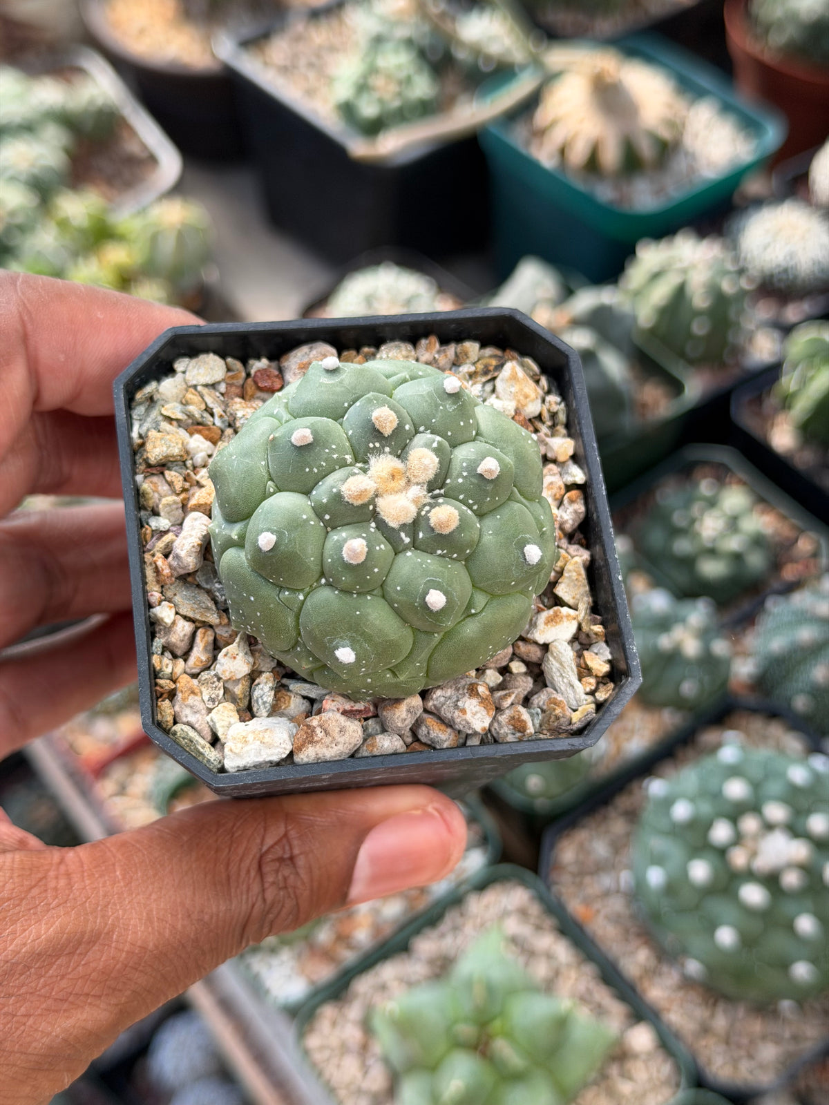 Astrophytum asterias Kikko