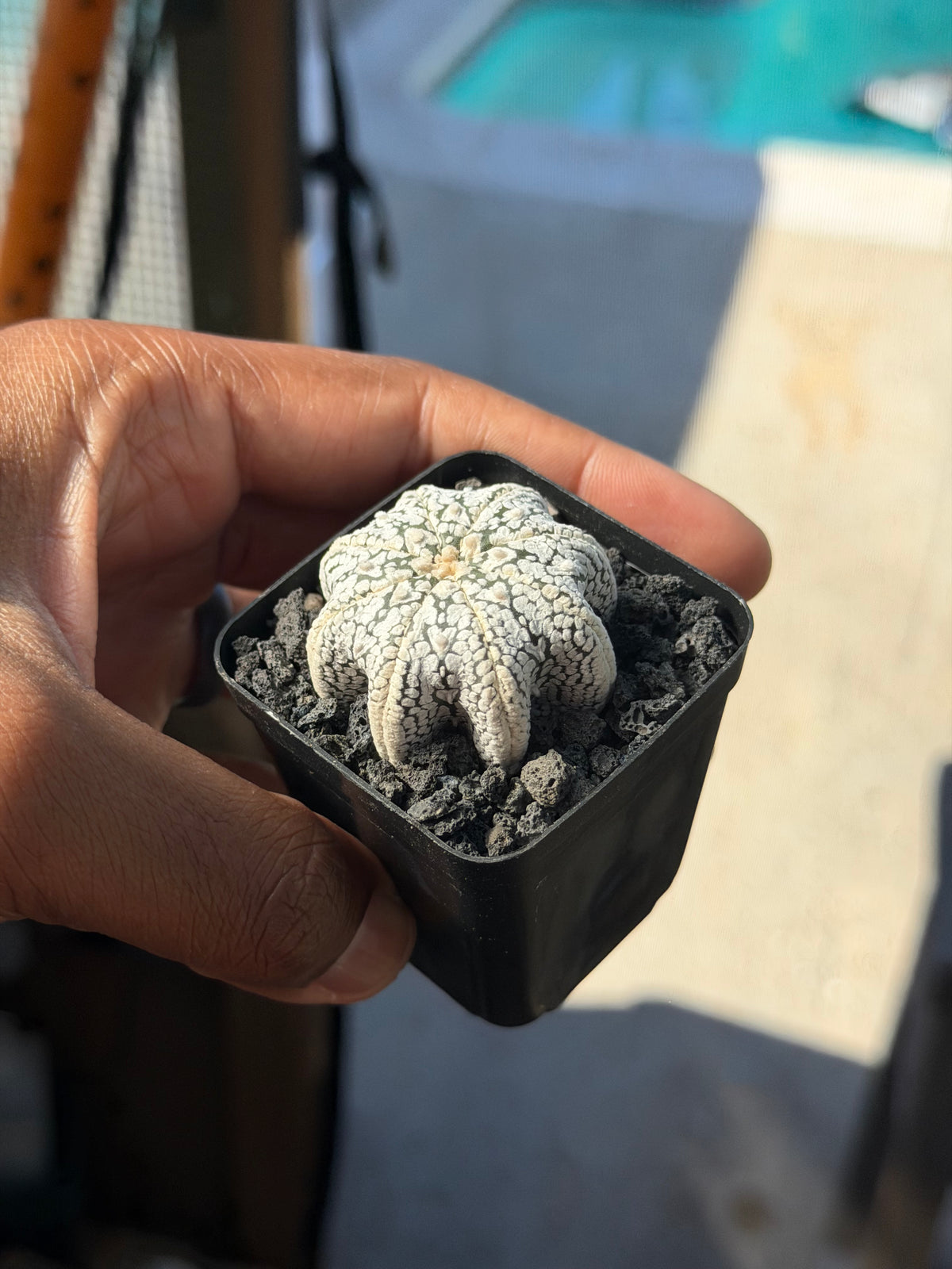 Astrophytum asterias Star Shape ‘Squid Legs’