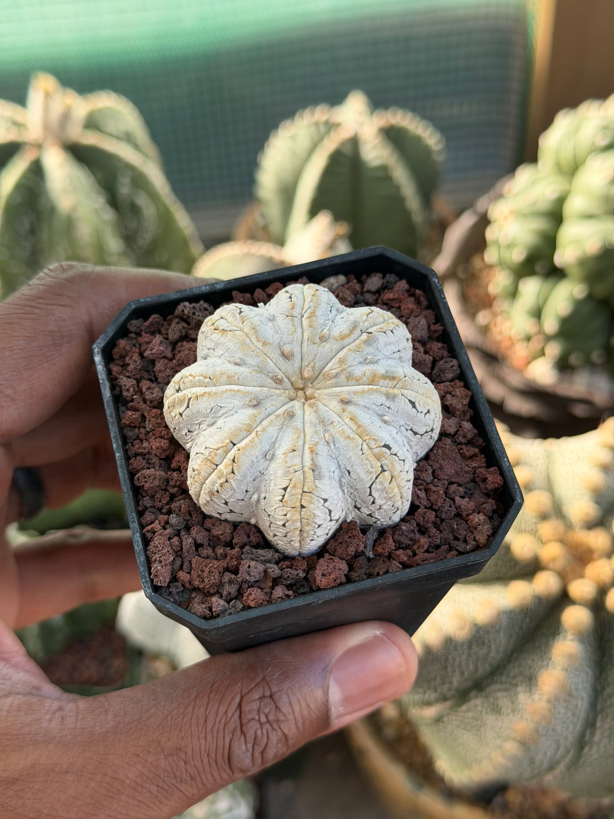 Astrophytum asterias Star Shape Snow