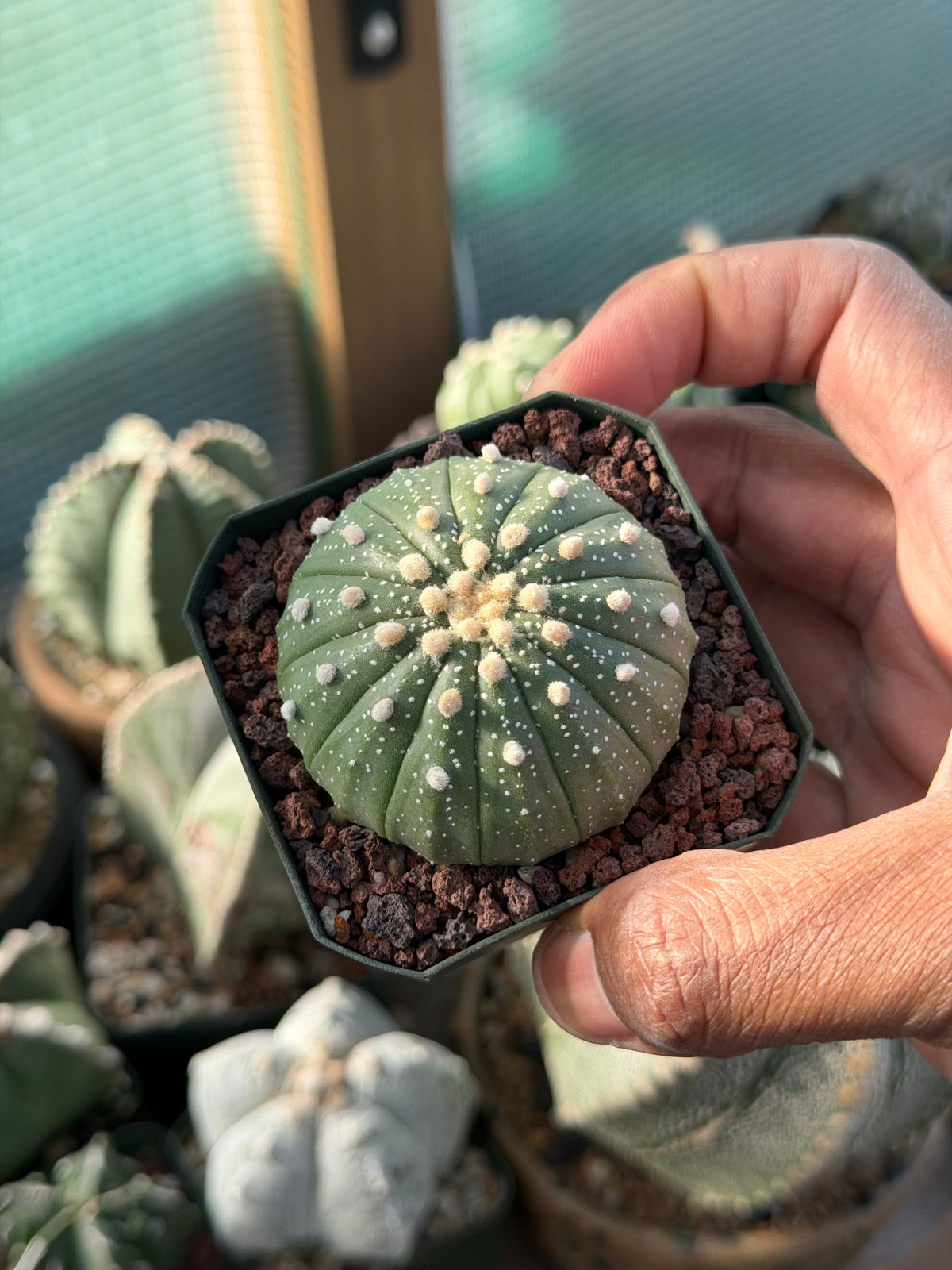 Astrophytum asterias 13 Rib