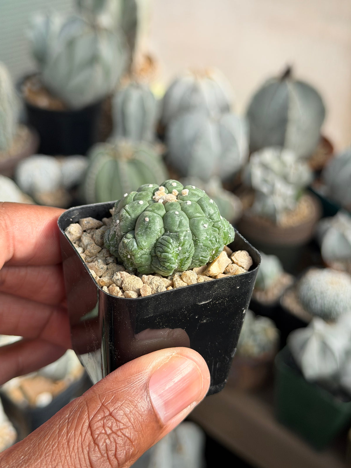 Astrophytum asterias Kikko Lizard Skin
