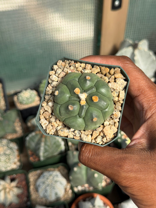 Astrophytum asterias Kikko