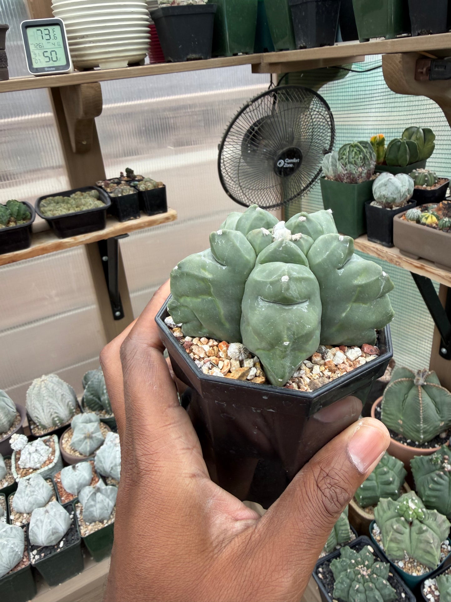 Astrophytum myriostigma Kikko