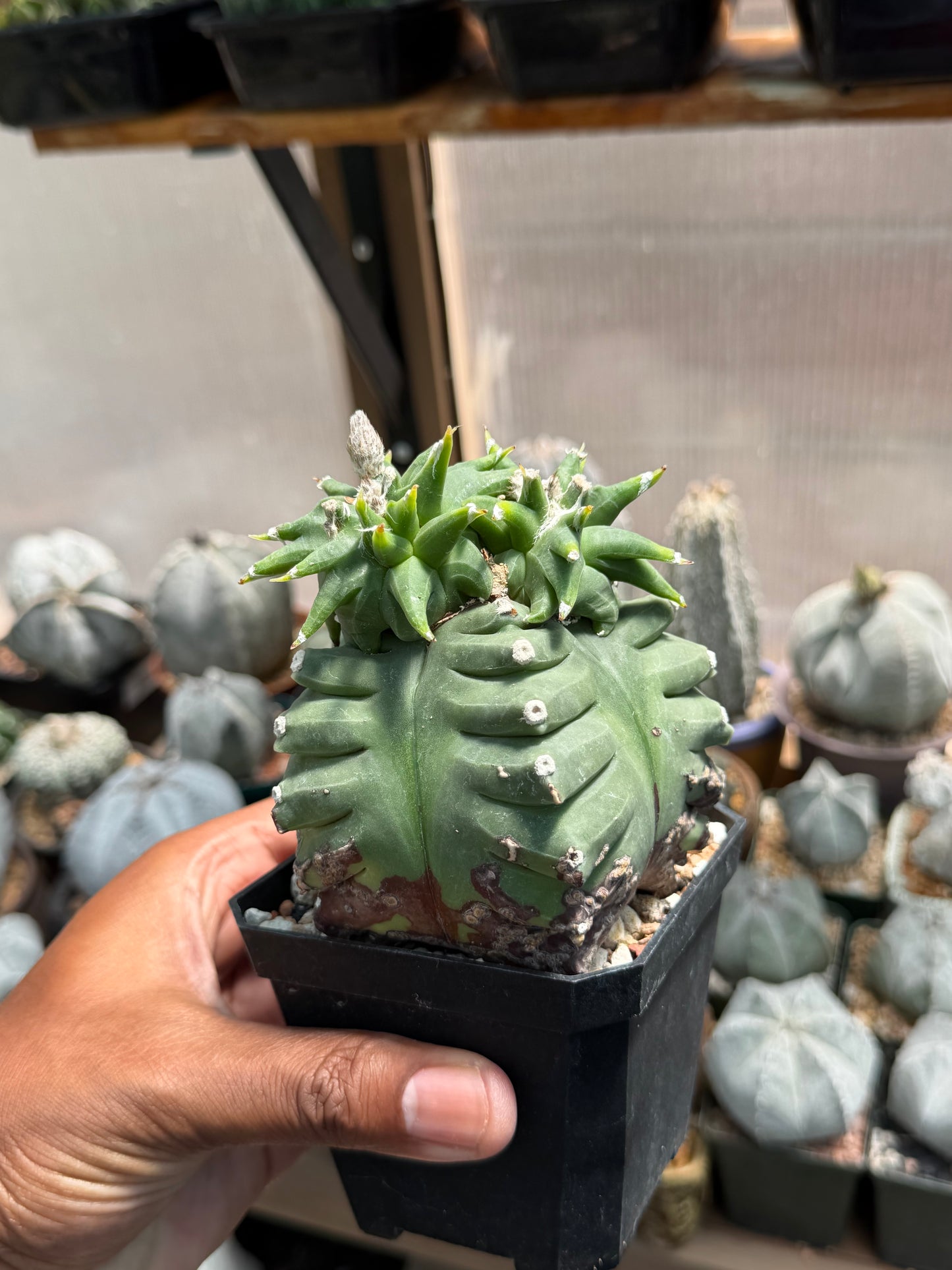 Astrophytum myriostigma Kikko Wierdo!