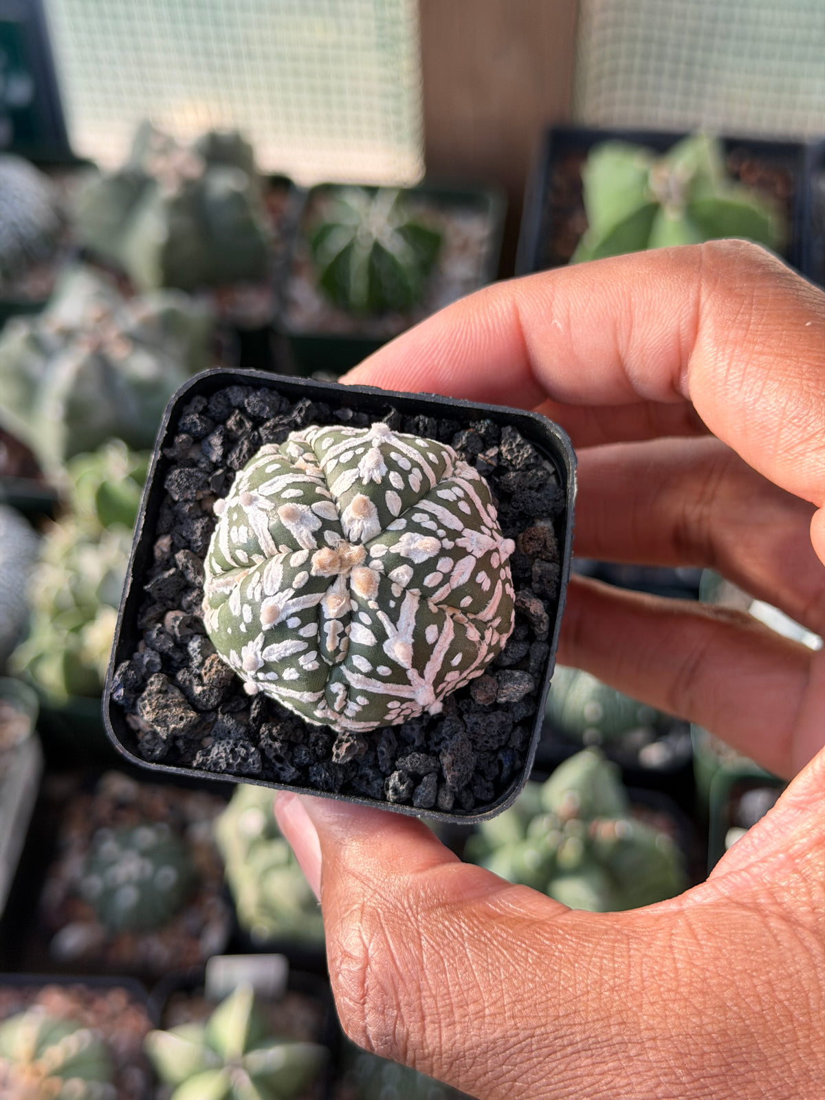 Astrophytum asterias Superkabuto V-Type