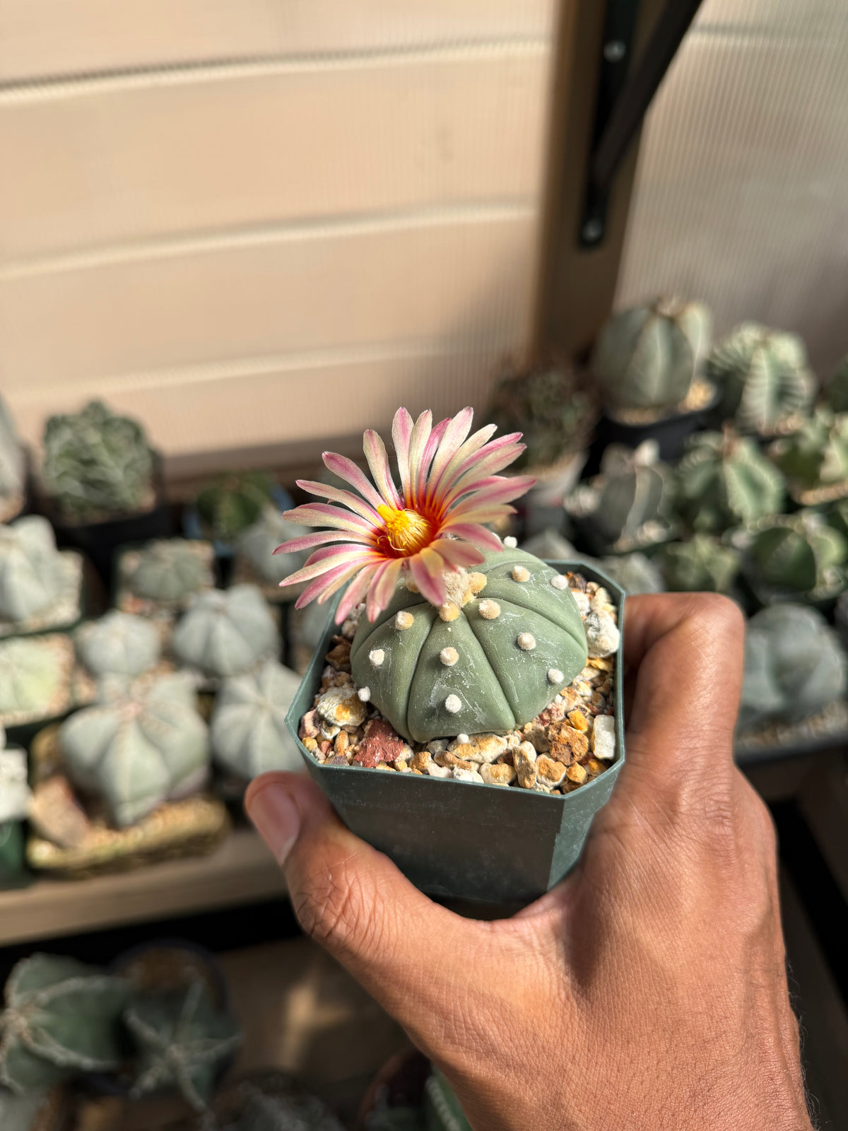 Astrophytum asterias Akabana