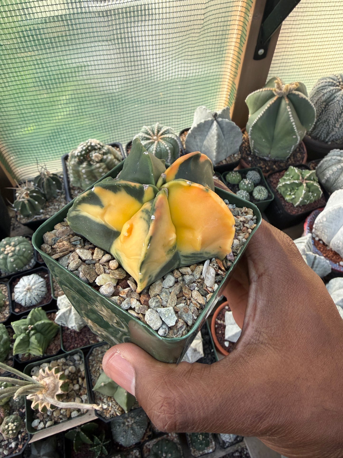 Astrophytum myriostigma Fukuryu Variegated