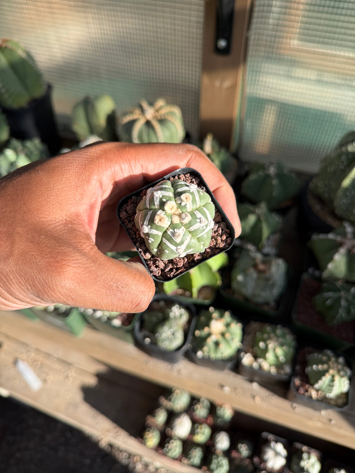 Astrophytum asterias Superkabuto V-Type Goryo