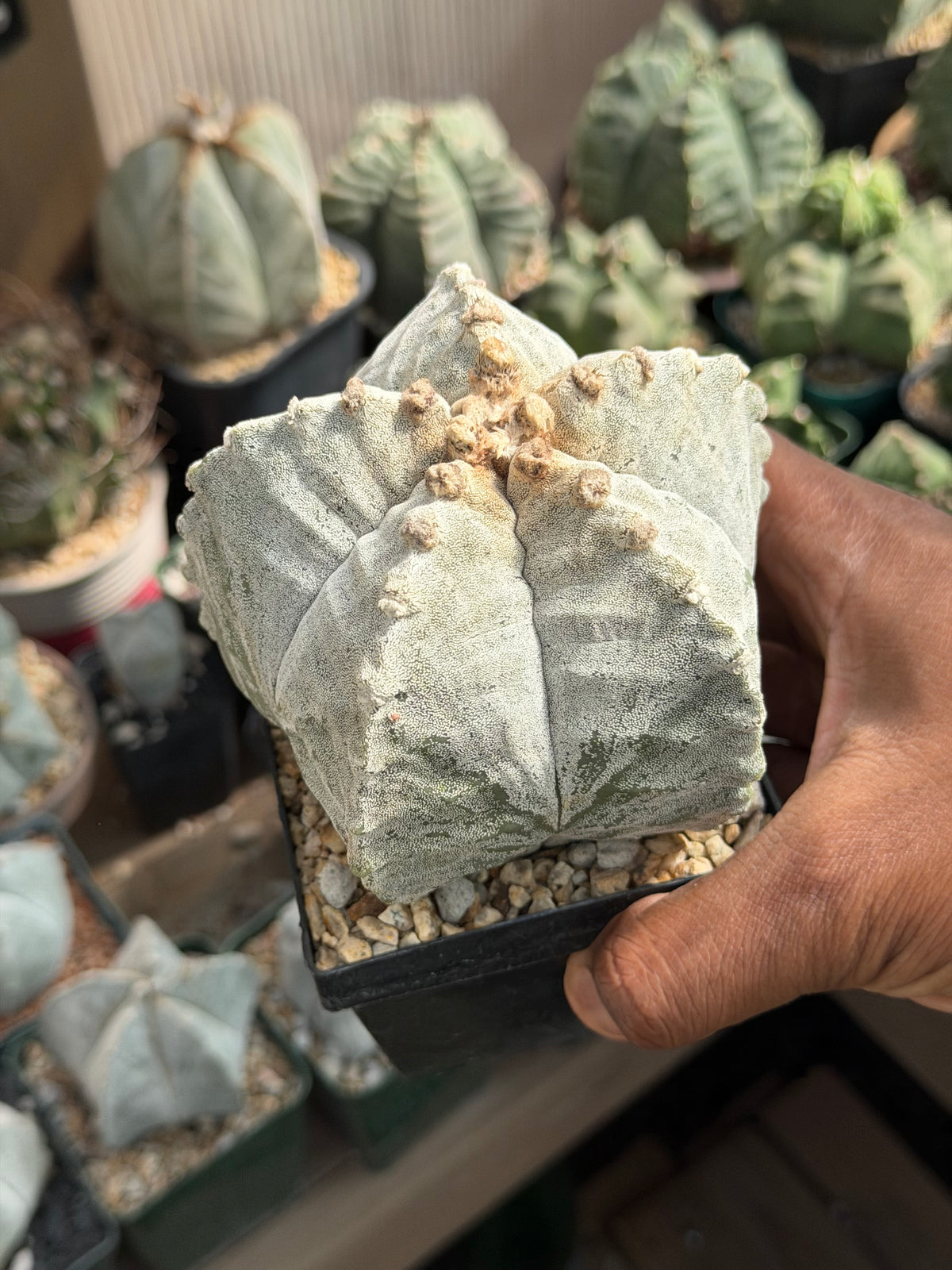 Astrophytum myriostigma strongylogonum